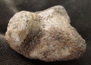 ICHTHYOSAUR SKULL BONE - JURASSIC, LYME REGIS.