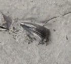 ICHTHYOSAUR TOOTH - JURASSIC, GERMANY.