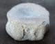 ICHTHYOSAUR VERTEBRA FROM HOCK CLIFF RIVER SEVERN, GLOUCESTERSHIRE.