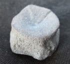 ICHTHYOSAUR VERTEBRA FROM HOCK CLIFF RIVER SEVERN, GLOUCESTERSHIRE.