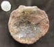 ICHTHYOSAUR VERTEBRA - KIMMERIDGE CLAY, OXFORDSHIRE.