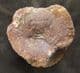 ICHTHYOSAUR VERTEBRA - KIMMERIDGE CLAY, OXFORDSHIRE.