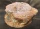 ICHTHYOSAUR VERTEBRA - KIMMERIDGE CLAY, OXFORDSHIRE.