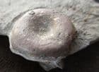 ICHTHYOSAUR VERTEBRA ON SHALE - JURASSIC, GERMANY.