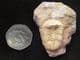 ILLAENA VIETNAMICA - DEVONIAN, CHINA.