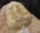 ILLAENA VIETNAMICA - DEVONIAN, CHINA.