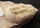 ILLAENA VIETNAMICA - DEVONIAN, CHINA.