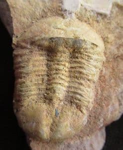 ILLAENA VIETNAMICA - DEVONIAN, CHINA.