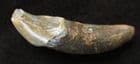 INCISOR TOOTH OF A CAVE BEAR - PLEISTOCENE, ROMANIA.