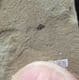 INSECT WITH WINGS - EOCENE, FLORRISANT, COLORADO.