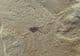 INSECT WITH WINGS - EOCENE, FLORRISANT, COLORADO.