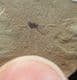 INSECT WITH WINGS - EOCENE, FLORRISANT, COLORADO.