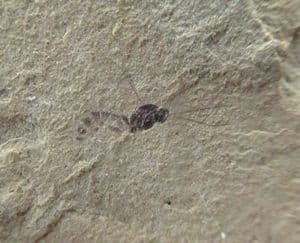 INSECT WITH WINGS - EOCENE, FLORRISANT, COLORADO.