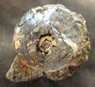 IRIDESCENT AMMONITE IN IRON RICH NODULE - MIDDLE JURASSIC, POLAND.
