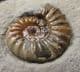 JUVENILE ASTEROCERAS  IN 'YELLOWSTONE 'MATRIX- JURASSIC, LYME REGIS.