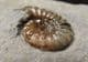 JUVENILE ASTEROCERAS  IN 'YELLOWSTONE 'MATRIX- JURASSIC, LYME REGIS.