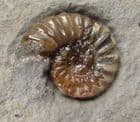 JUVENILE ASTEROCERAS  IN 'YELLOWSTONE 'MATRIX- JURASSIC, LYME REGIS.