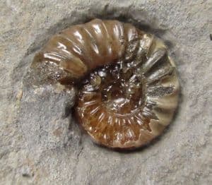 JUVENILE ASTEROCERAS  IN 'YELLOWSTONE 'MATRIX- JURASSIC, LYME REGIS.
