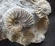 JUVENILE LUDWIGIA - JURASSIC, SKYE.