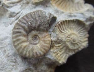 JUVENILE LUDWIGIA - JURASSIC, SKYE.