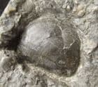 JUVENILE PLAGIOSTOMA WITH CRINOID STEMS  - JURASSIC, GLOUCESTERSHIRE.