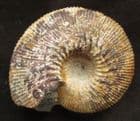 KEPPLERITES (KEPPLERITES) CURTILOBUS - JURASSIC, WILTSHIRE.