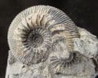 KEPPLERITES (TORICELLITES) LAHUSENI - JURASSIC, WILTSHIRE.