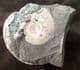 KOSMOCERAS ON MATRIX - JURASSIC WILTSHIRE.
