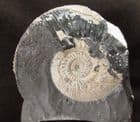 KOSMOCERAS ON MATRIX - JURASSIC WILTSHIRE.