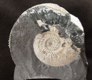 KOSMOCERAS ON MATRIX - JURASSIC WILTSHIRE.