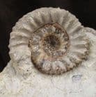 KUMATOSTEPHANUS (EPALXITES) LATICOSTATUS &  FOGDENITES EXTENSUS  - JURASSIC, DORSET.