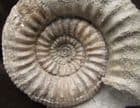 KUMATOSTEPHANUS KUMATERUS  -     A RARELY OFFERED SPECIES JURASSIC, DORSET.