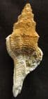 LATIRUS  VALENCIENNSIS - MIOCENE, HUNGARY.