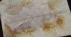 LEAF AND SEED - MIOCENE, HUNGARY.