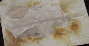 LEAF AND SEED - MIOCENE, HUNGARY.