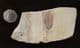 LEAF FROM THE FAMOUS LOCALITY OF MONTE BOLCA, ITALY.
