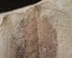 LEAF FROM THE FAMOUS LOCALITY OF MONTE BOLCA, ITALY.