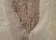 LEAF FROM THE FAMOUS LOCALITY OF MONTE BOLCA, ITALY.