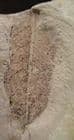 LEAF FROM THE FAMOUS LOCALITY OF MONTE BOLCA, ITALY.