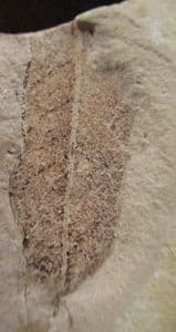 LEAF FROM THE FAMOUS LOCALITY OF MONTE BOLCA, ITALY.