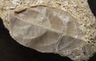 LEAF IN TRAVERTINE - HOLOCENE, CENTRAL JAVA.