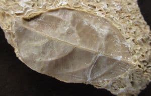LEAF IN TRAVERTINE - HOLOCENE, CENTRAL JAVA.