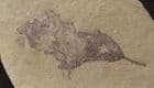 LEAF NIBBLED BY INSECTS - MIOCENE, OREGON, USA.
