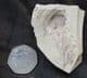 LEAF - PALEOCENE, CANADA.