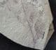 LEAF - PALEOCENE, CANADA.