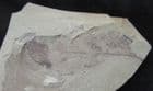 LEAF - PALEOCENE, CANADA.