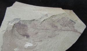 LEAF - PALEOCENE, CANADA.