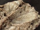 LEAVES IN TUFA - HOLOCENE PARIS BASIN.