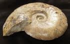 LEIOCERAS LINEATUM - JURASSIC, HORN PARK, BEAMINSTER, DORSET.