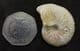 LEIOCERAS MICROCONCH - JURASSIC, DORSET.
